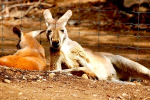 Melbourne Zoo